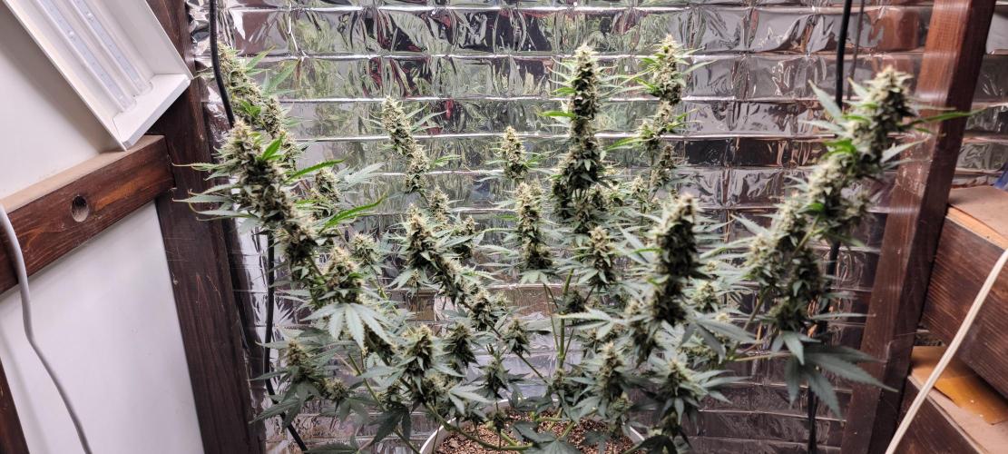 Gorilla Cookies auto closet grow. Week 9