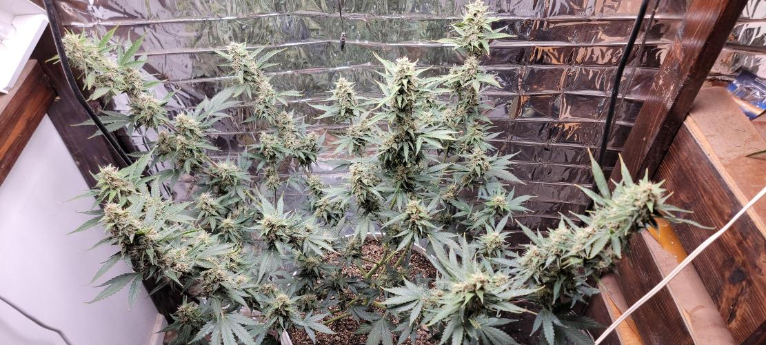 Gorilla Cookies auto closet grow. Week 9