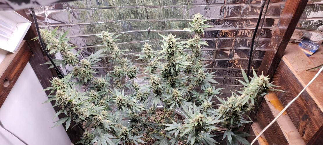 Gorilla Cookies auto closet grow. Week 9