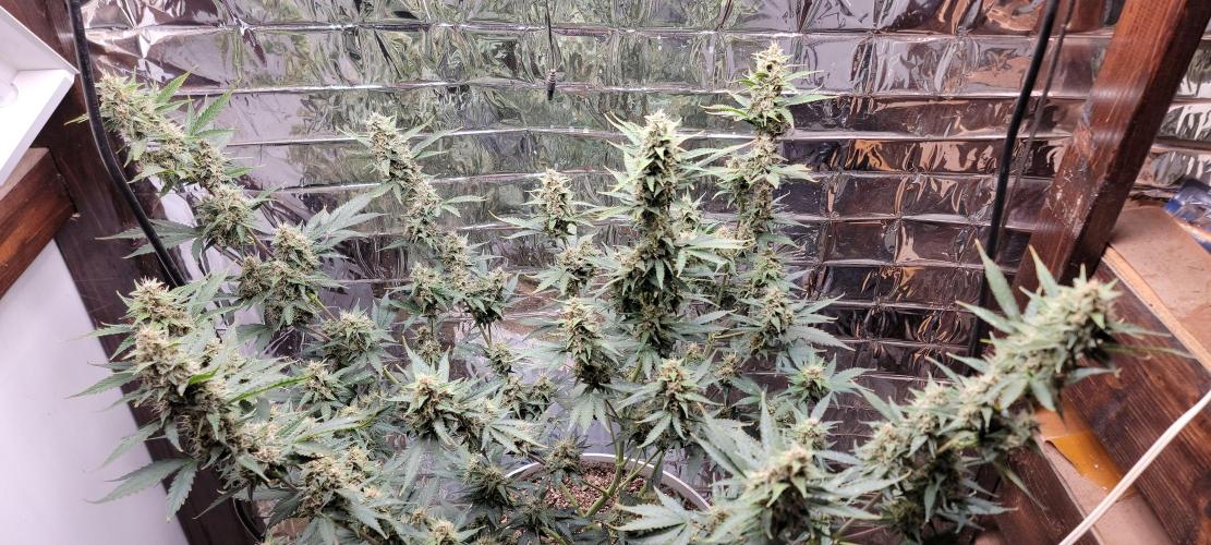 Gorilla Cookies auto closet grow. Week 9