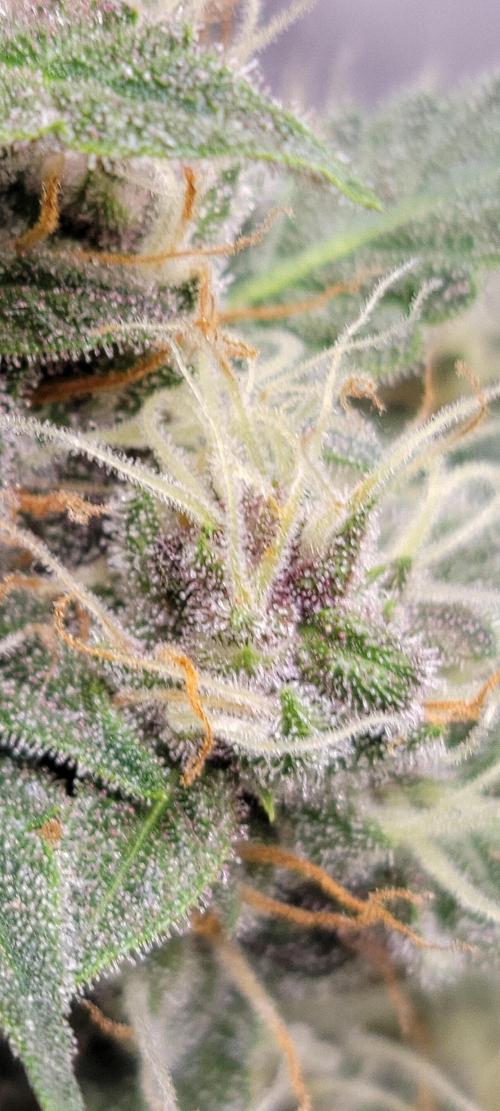 Gorilla Cookies auto closet grow. Week 9