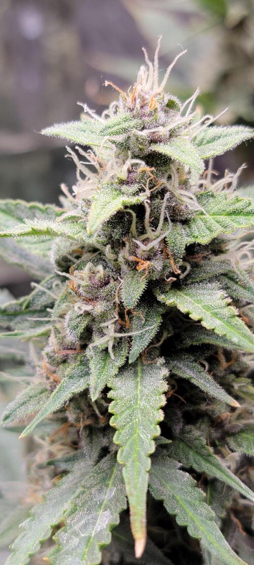 Gorilla Cookies auto closet grow. Week 9