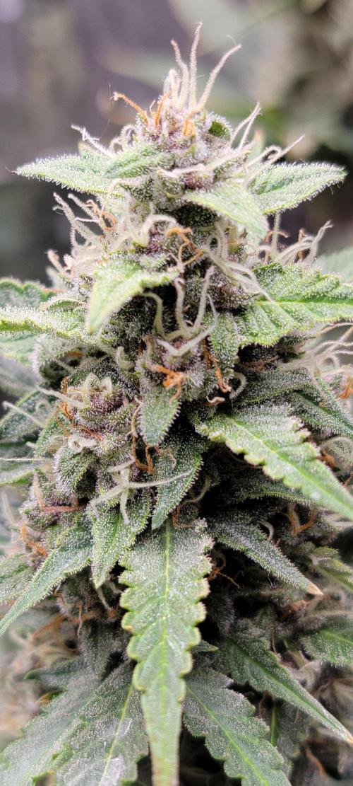 Gorilla Cookies auto closet grow. Week 9