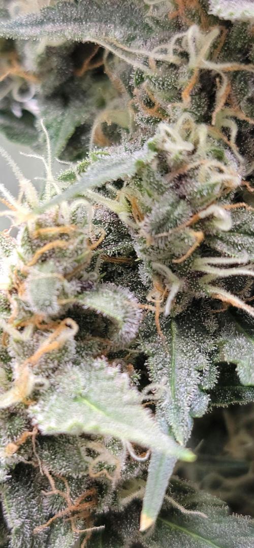 Gorilla Cookies auto closet grow. Week 9