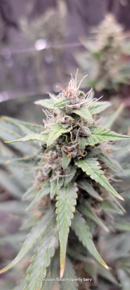 Gorilla Cookies auto closet grow. Week 9