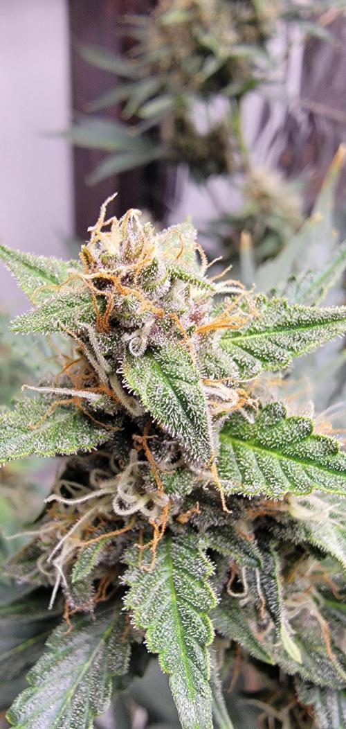 Gorilla Cookies auto closet grow. Week 9