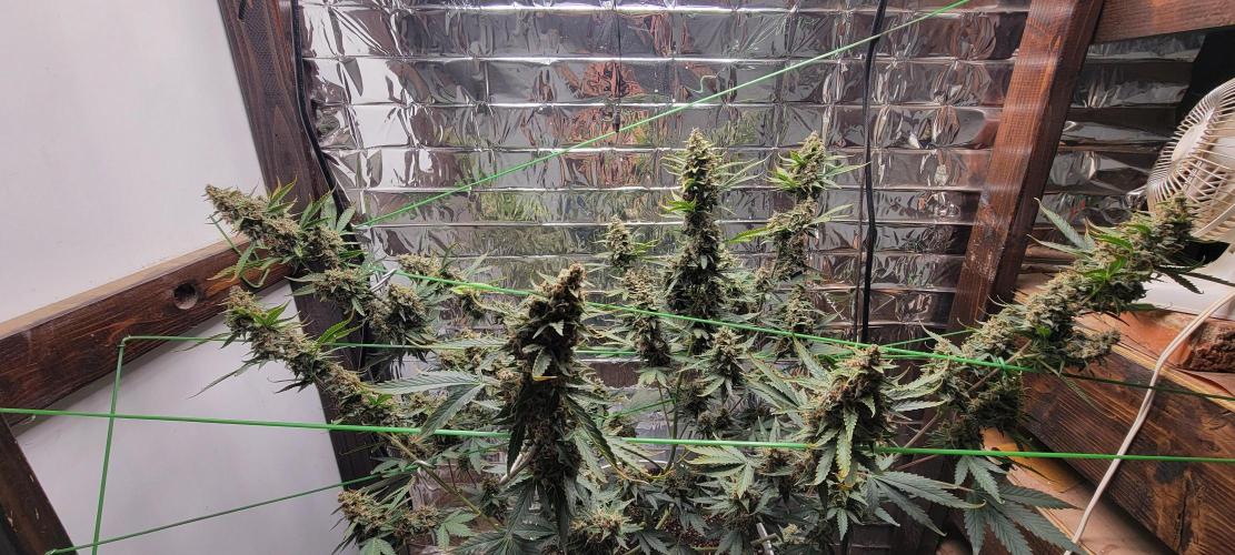 Gorilla Cookies auto closet grow. Week 10