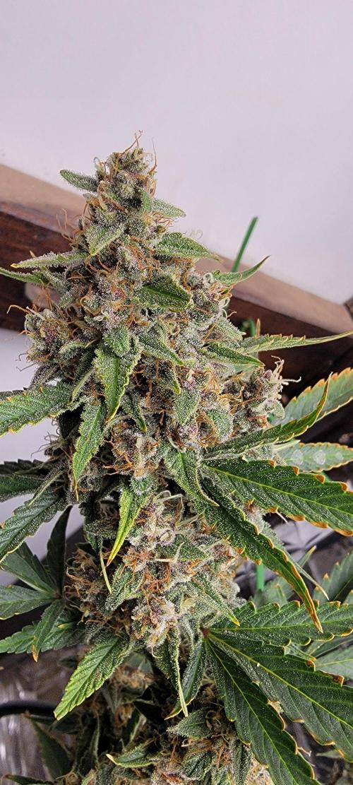 Gorilla Cookies auto closet grow. Week 10