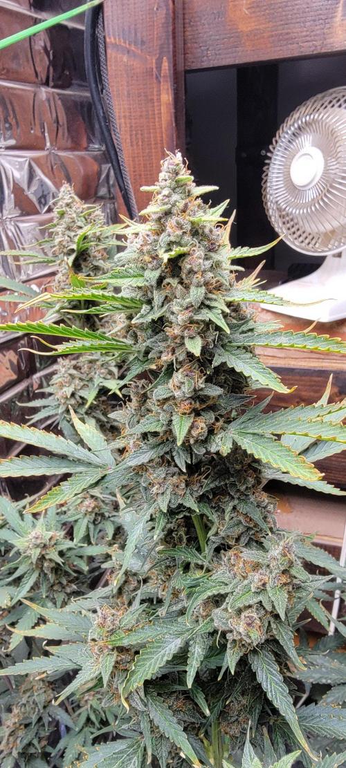 Gorilla Cookies auto closet grow. Week 10