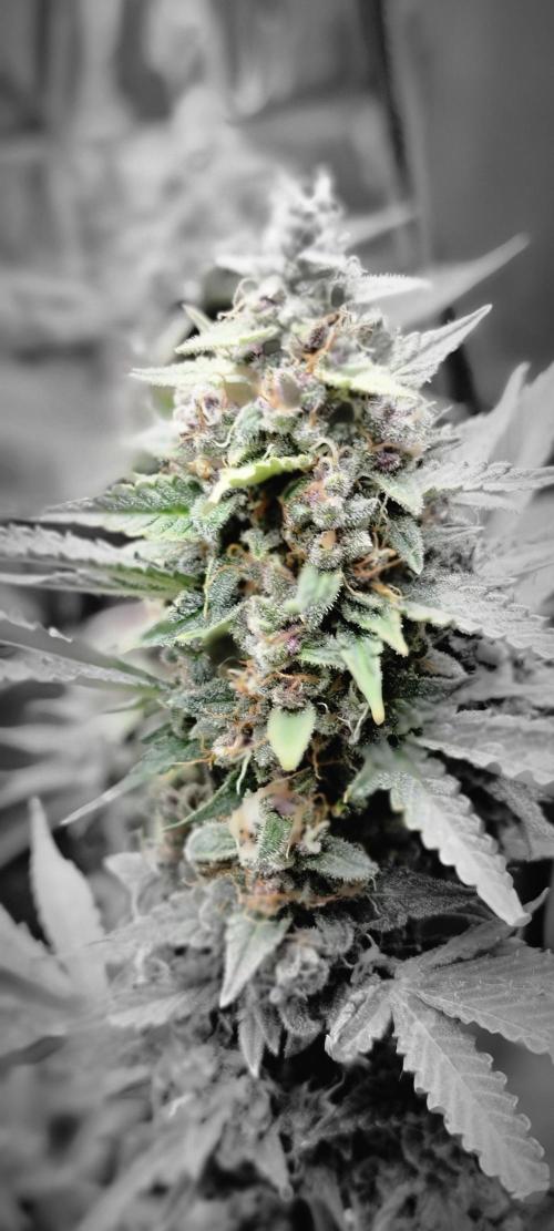 Gorilla Cookies auto closet grow. Week 10