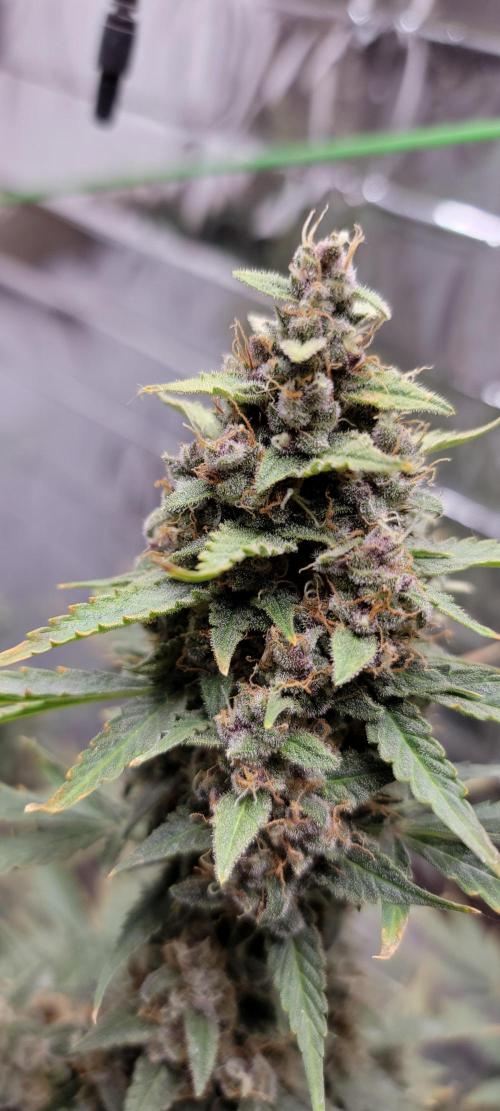 Gorilla Cookies auto closet grow. Week 10