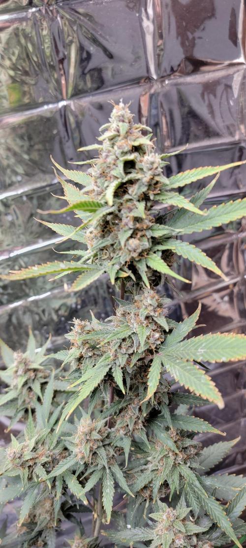 Gorilla Cookies auto closet grow. Week 10