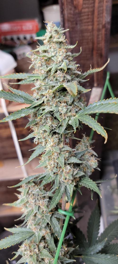 Gorilla Cookies auto closet grow. Week 10