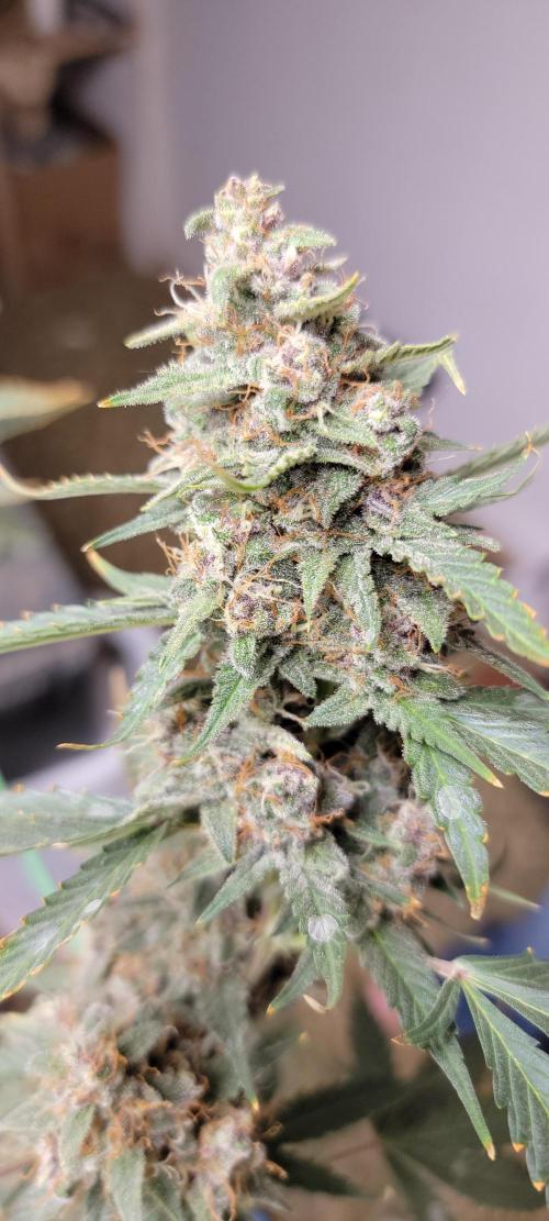 Gorilla Cookies auto closet grow. Week 10