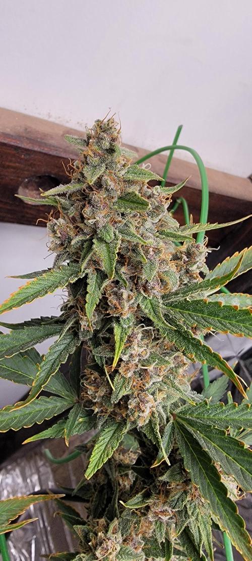 Gorilla Cookies auto closet grow. Week 10