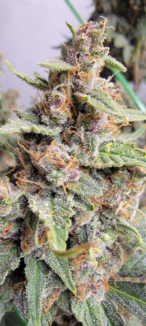 Gorilla Cookies auto closet grow. Week 10