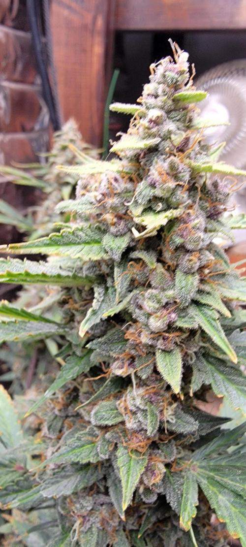 Gorilla Cookies auto closet grow. Week 10