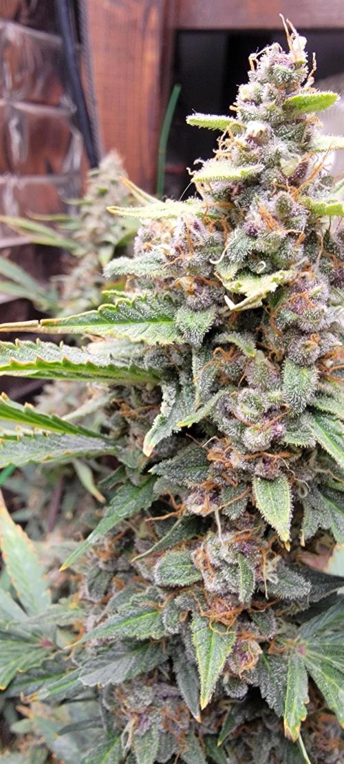 Gorilla Cookies auto closet grow. Week 10