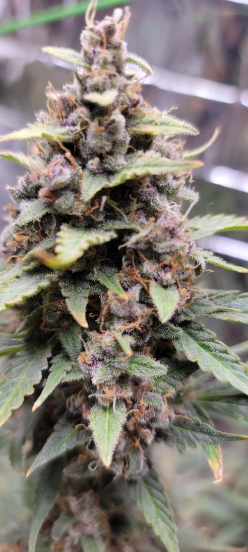 Gorilla Cookies auto closet grow. Week 10