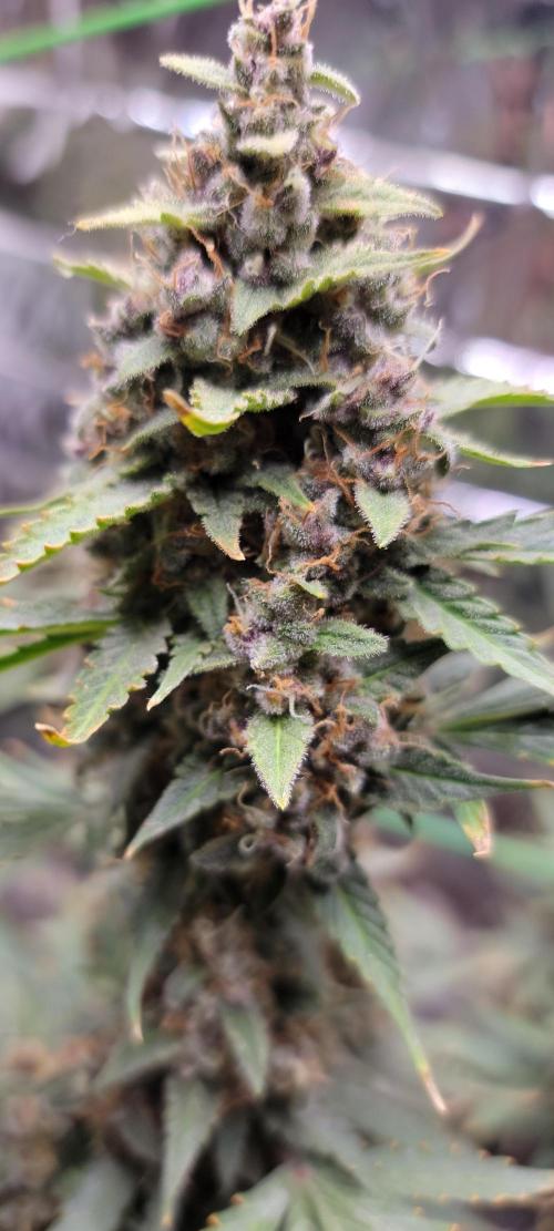 Gorilla Cookies auto closet grow. Week 10