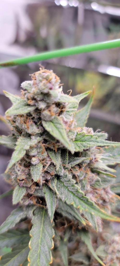 Gorilla Cookies auto closet grow. Week 10