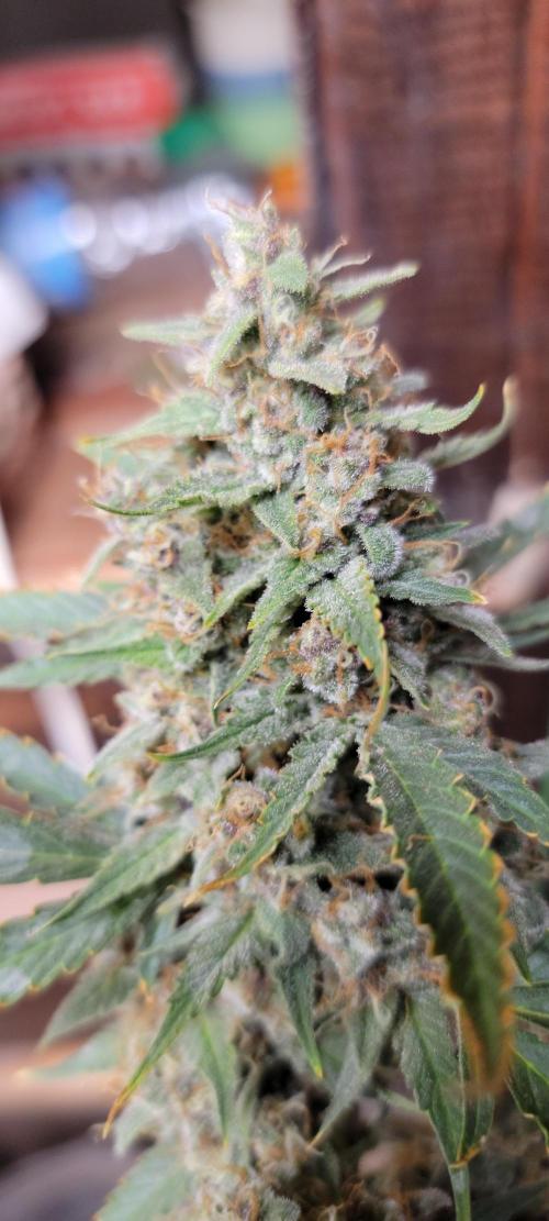 Gorilla Cookies auto closet grow. Week 10