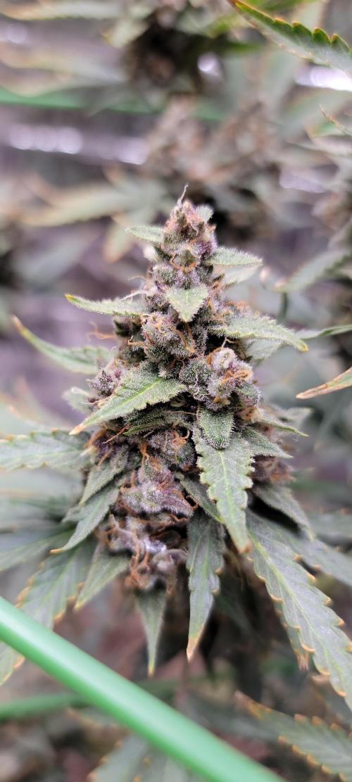 Gorilla Cookies auto closet grow. Week 10