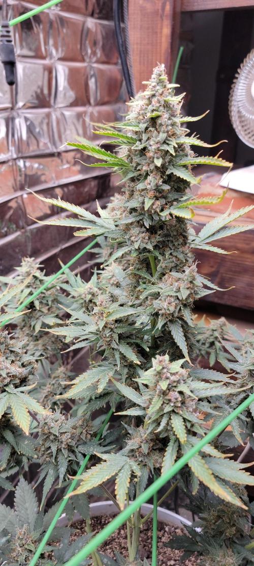 Gorilla Cookies auto closet grow. Week 10