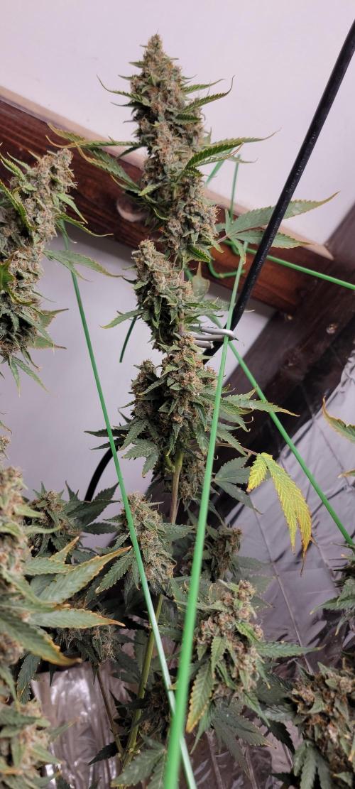 Gorilla Cookies auto closet grow. Week 10