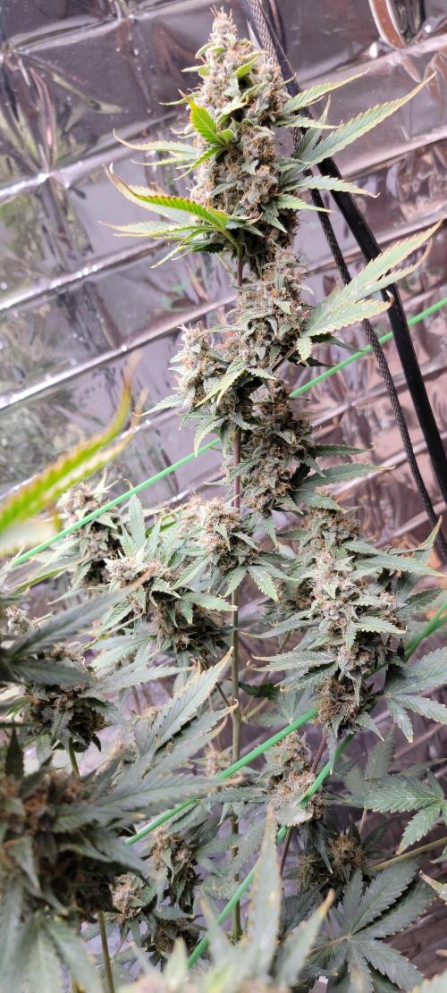 Gorilla Cookies auto closet grow. Week 10