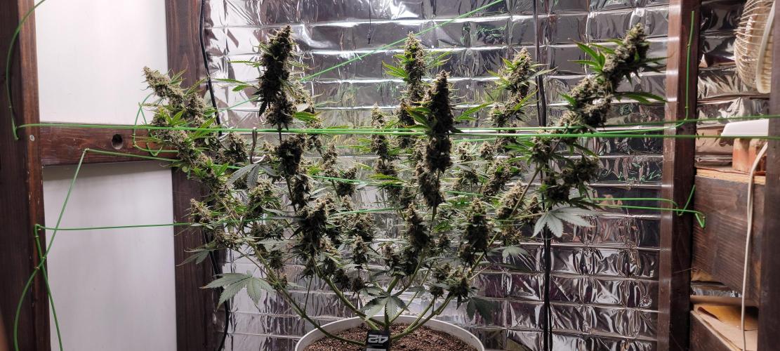 Gorilla Cookies auto closet grow. Week 10