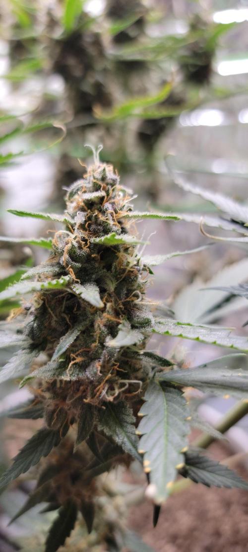 Gorilla Cookies auto closet grow. Week 10