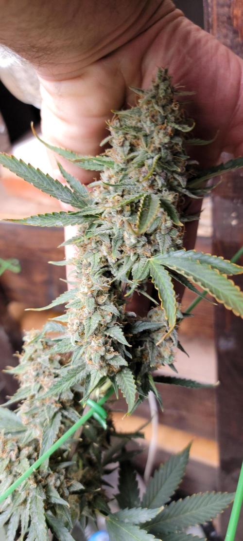 Gorilla Cookies auto closet grow. Week 10