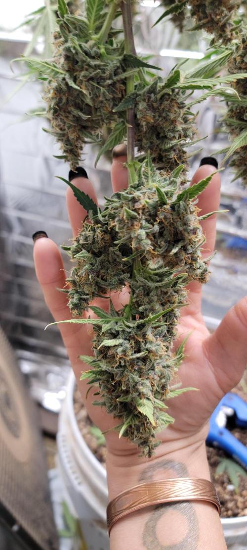 Gorilla Cookies auto closet grow. Week 11