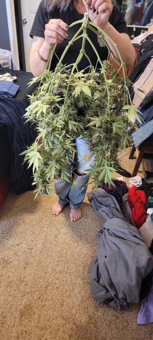 Gorilla Cookies auto closet grow. Week 11