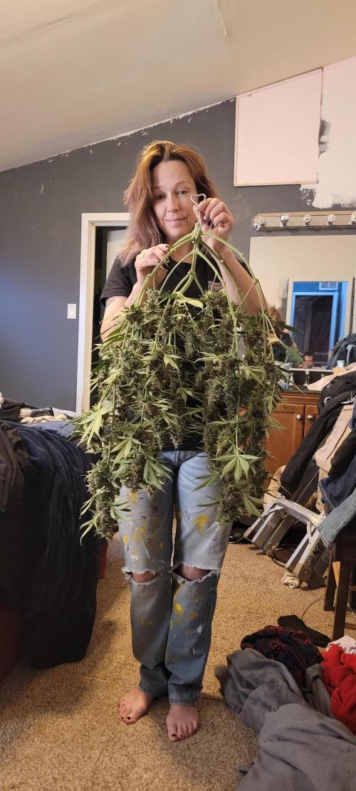 Gorilla Cookies auto closet grow. Week 11