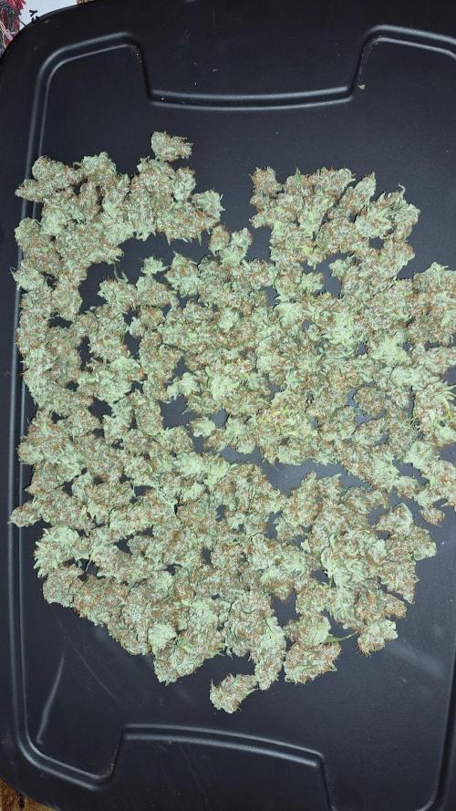 Gorilla Cookies auto closet grow. Week 11 - Lesson from this photo... Don't use 📸  tricombs 📸 back! 