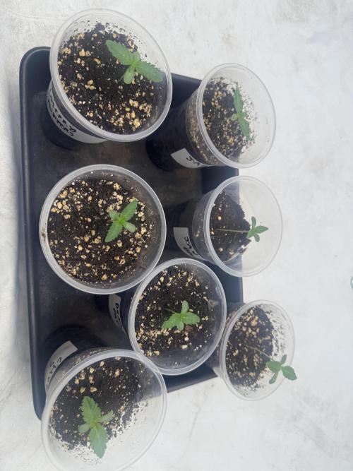 Multi strain grow. Week 0 - 3 rd day in solo cups 