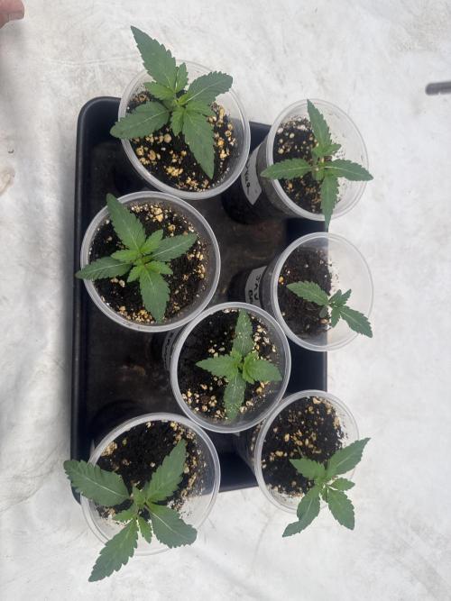 Multi strain grow. Week 1 - Week 1 of veg is kicking off 