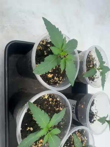 Multi strain grow