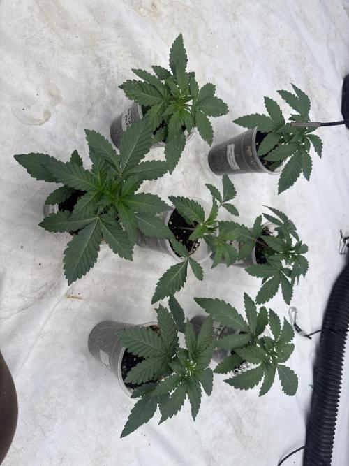 Multi strain grow. Week 2