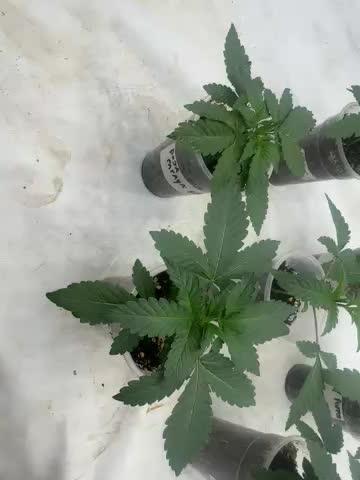 Multi strain grow