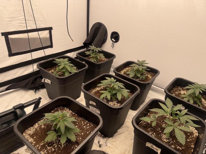 Multi strain grow. Week 3