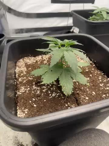 Multi strain grow
