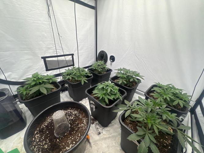 Multi strain grow. Week 4