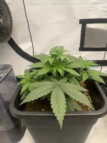 Multi strain grow