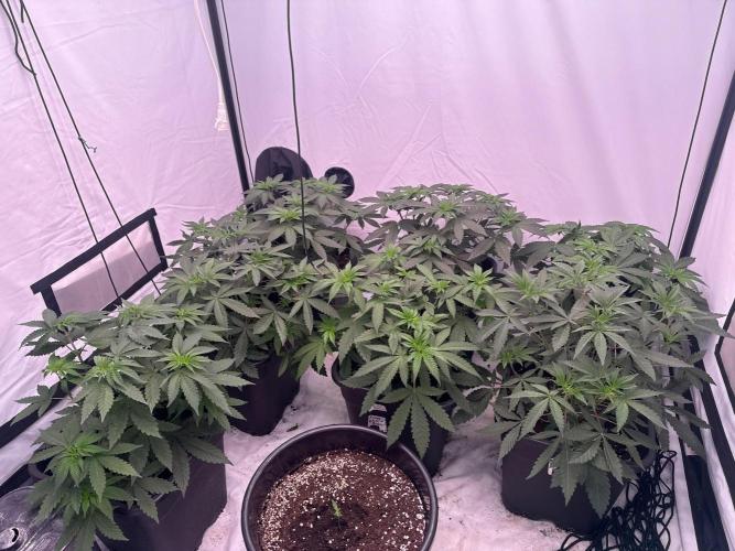 Multi strain grow. Week 5