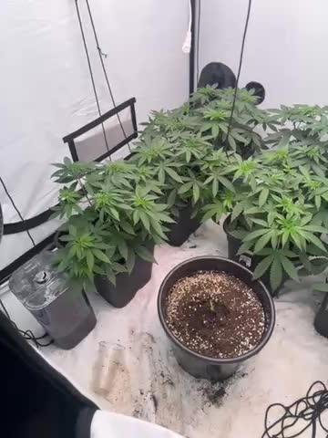 Multi strain grow