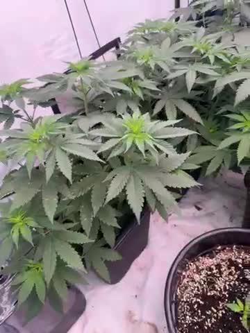 Multi strain grow