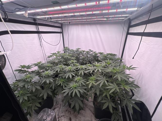 Multi strain grow. Week 7 - All looking healthy 